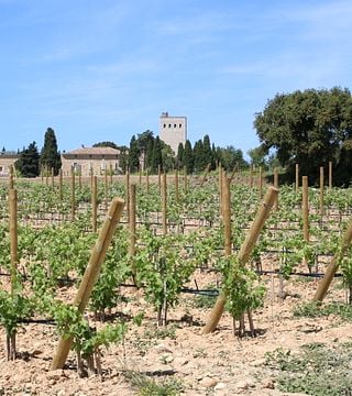 Visite privée de Châteauneuf-du-Pape, une expérience intensive autour des vins fins