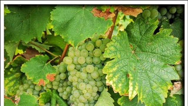 Esperienze enologiche presso Earl Domaine Nicolas Brunet