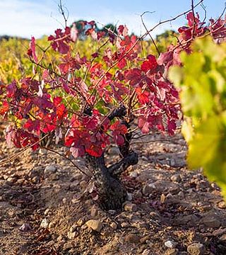 Bodegas Y Viñedos Gancedo