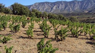 Domaine Jorel
