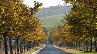 Degustazione di Bilton e abbinamento di vini presso le tenute di Saxenburg