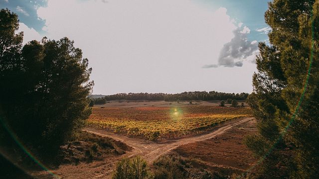 Degustazione di vini e tour con enologo presso Bodegas Vegalfaro 
