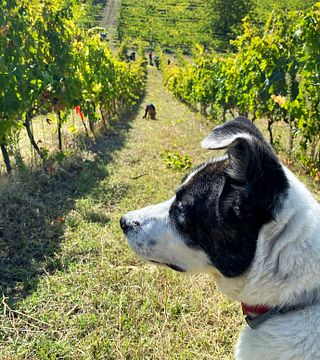 Vigneti Vallorani