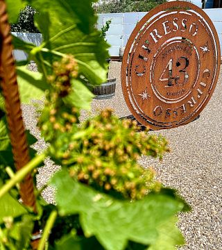 Weinprobe in Montlacino: Das Universum von Roberto Cipresso