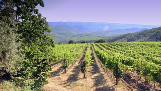 Cennatoio Winery