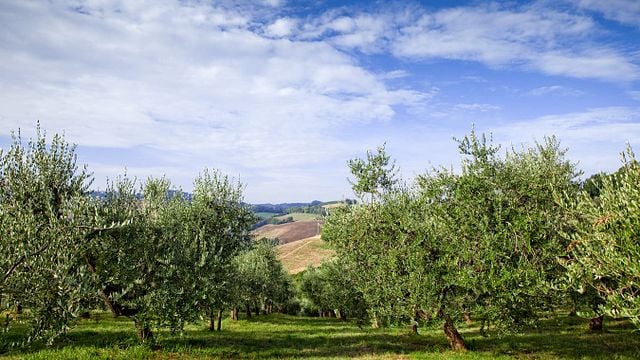 Dégustation de vins et visite au Conventino Montecoccardo