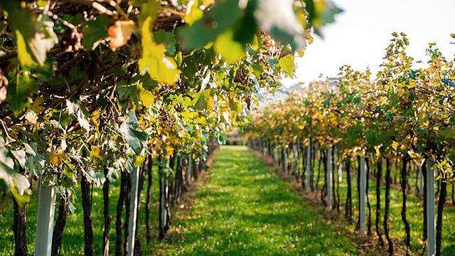 Amarone Tour at Tenute Falezza