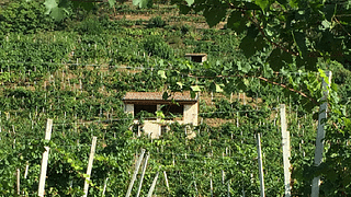 Weinprobe und Führung bei Perlage