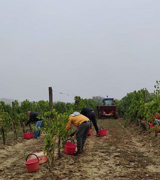 Degustazione di vini classici e visita alla Tenuta Valdipiatta