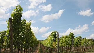 Weingut Kruppenbacher