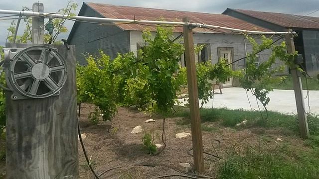 Degustazione di vini e tour presso l'azienda vinicola Medina River