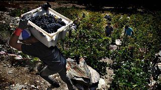 Bodegas Y Viñedo Luna Beberidec
