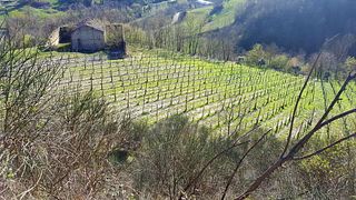 Cantine Dell'angelo