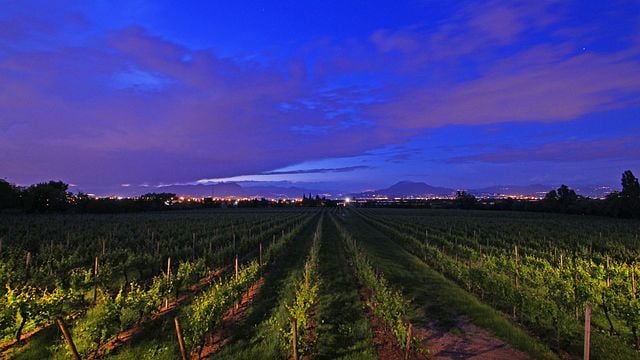 Dégustation de vins et visite à la Cascina Le Preseglie