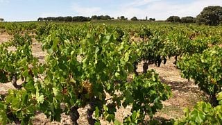 Cata de vinos y tour en Territorio Luthier