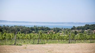 Lazio Vineyards: Wine Tour & Tasting at Cantine Capitani
