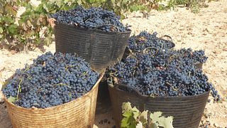 Degustazione di vini e tour alla Bodega Campos De Dulcinea