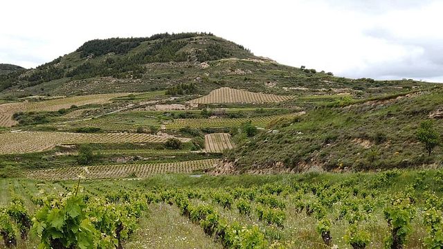 Cata de vinos y visita guiada en Clos Ibai