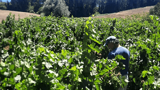 Visite a essência da cultura do vinho na Viña Umpel