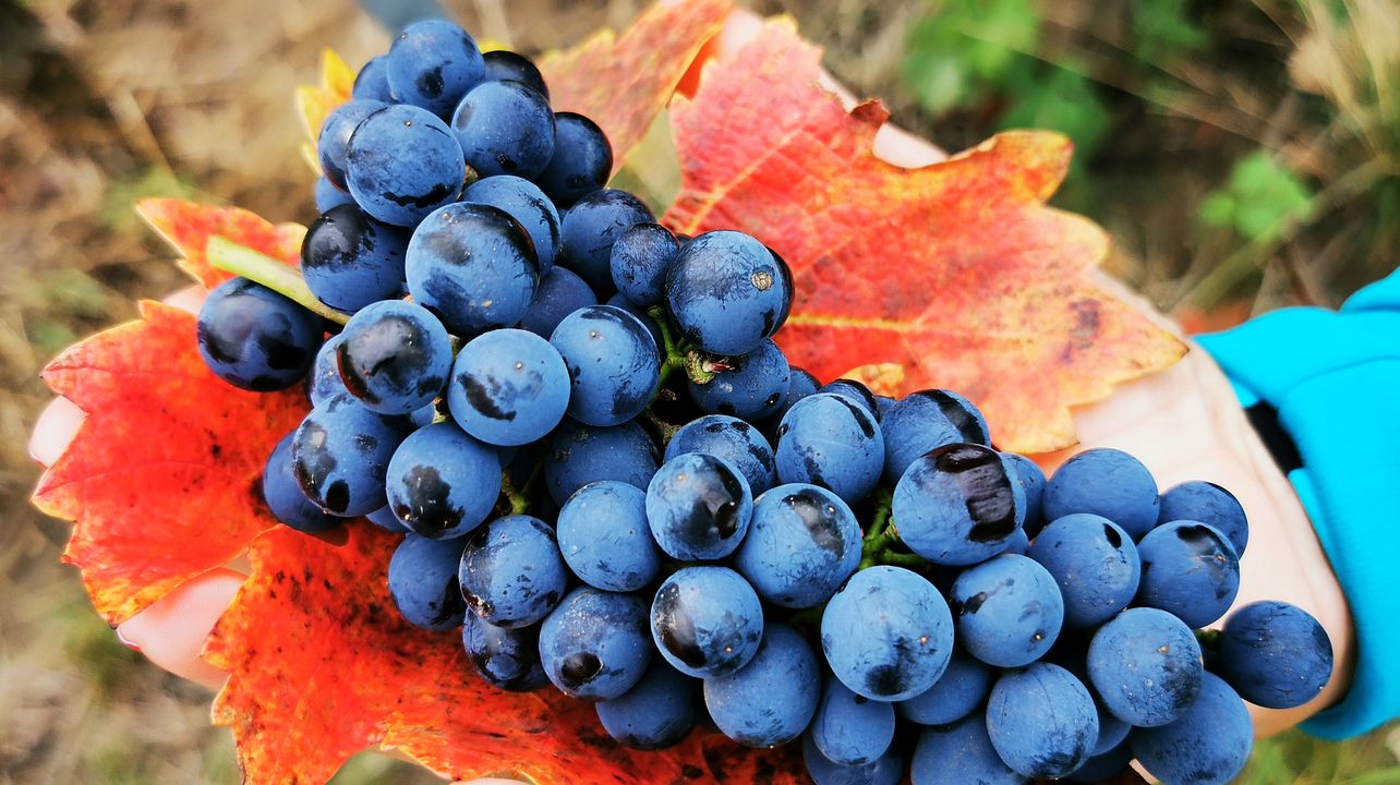 Passeio de bicicleta e vinho em Dealu Mare Winelands (±1h de distância de Bucareste)