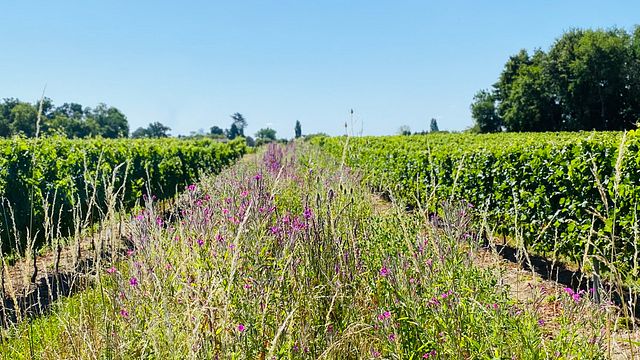 Chateau Canon Chaigneau