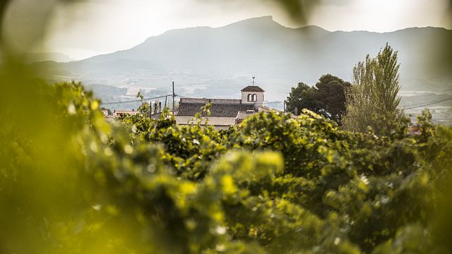 Visita y cata didáctica para principiantes | Celler Josep Foraster