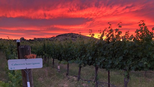 Cata de vinos y visita guiada a Wilridge Vineyard, Winery & Distillery