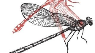 Degustazione di vini - Libellula | Cantamessa Vini