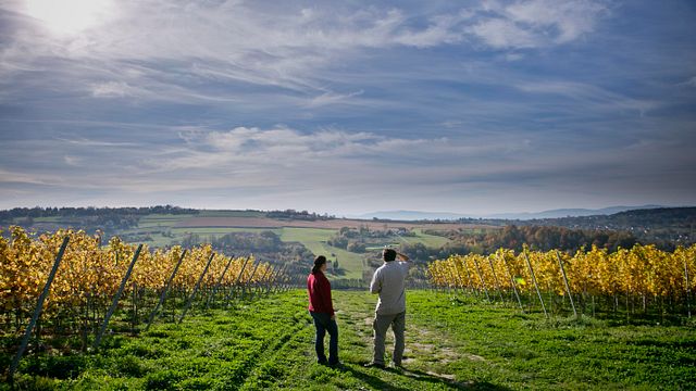 Dégustation de vin dans le vignoble de Wieliczka