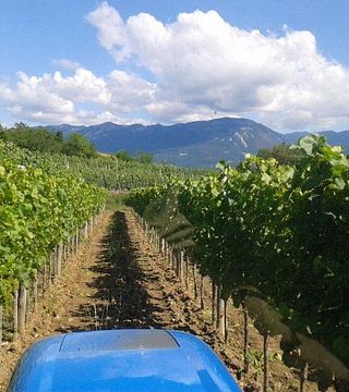 Primorska Wine & Vineyard Journey at Štokelj