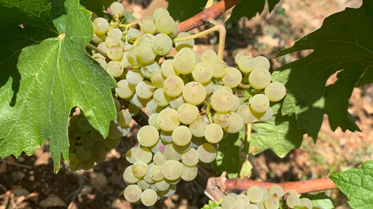 Special white tasting