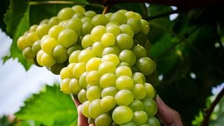 Vinícola Don Affonso