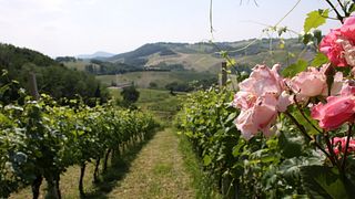 Cata de vinos y recorrido