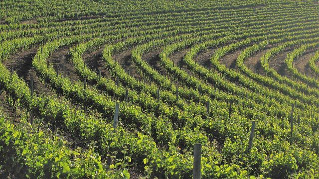 De Waal Wines