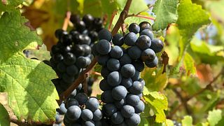 Talai Berri Txakolina Winery