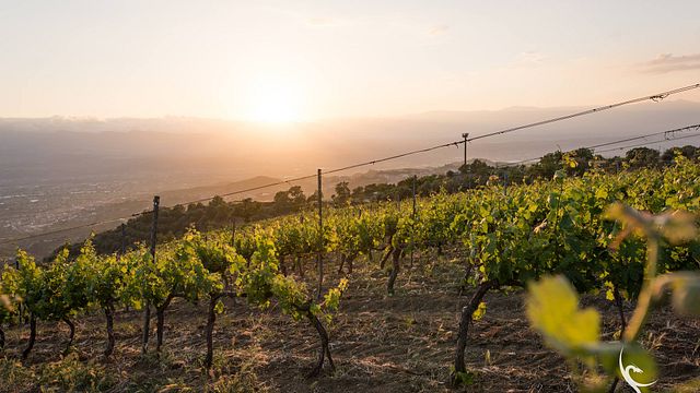 Azienda Agricola Serracavallo: A Hidden Gem in Calabria