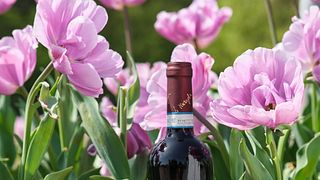 Le Muraglie: Visita guiada à vinícola e degustação de vinhos no Lago de Garda