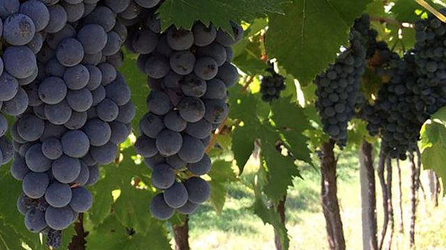 La Pesenata - Biodynamisk gård och naturvinsprovning