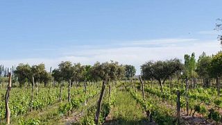Cata de vinos y visita guiada en Carinae