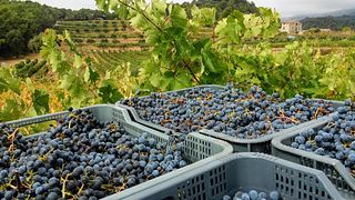 Entdecken Sie den Charme des Priorats bei einer Weinverkostungstour im Celler Crivellé i Valls