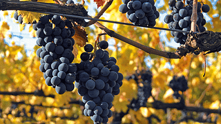 Wine tasting and tour at Casa Vinicola Triacca