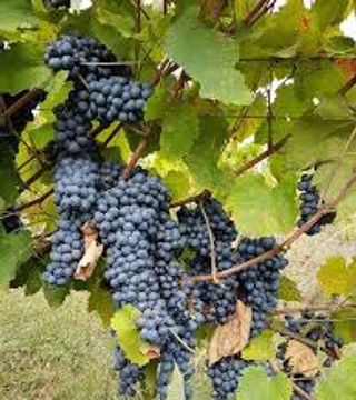 Degustazione di vini e cena presso l'azienda vinicola Shine Grape