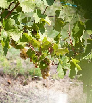 Vinarija Jagunić - A Gem in Croatian Uplands
