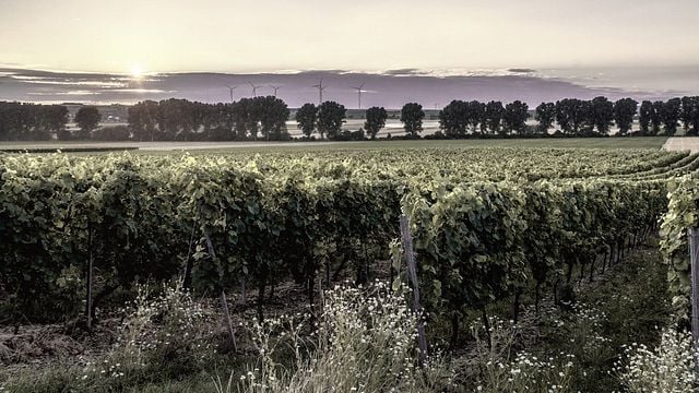 Visit and wine tasting at Bodegas Cañaveras