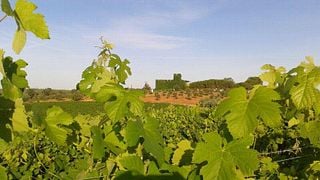 COLOMA VIÑEDOS Y BODEGAS