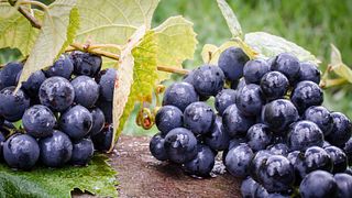 Weinprobe und Tour bei Vinícola Don Affonso