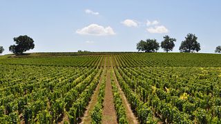 Trekking and Wine Tasting in Dealu Mare