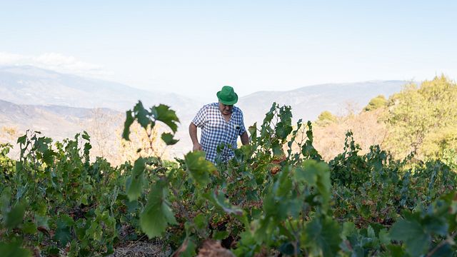 Dégustation de vins et visite des caves Calvente