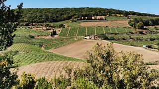 Lanye-Barrac VitiFarm
