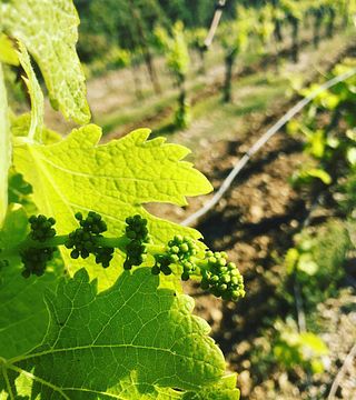 Degustação de vinhos e visita ao Château Haut-Blanville